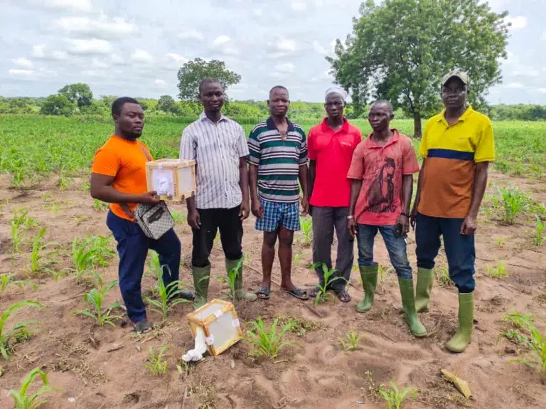 FSRP : Impact positif de la lutte biologique contre la chenille légionnaire d’automne