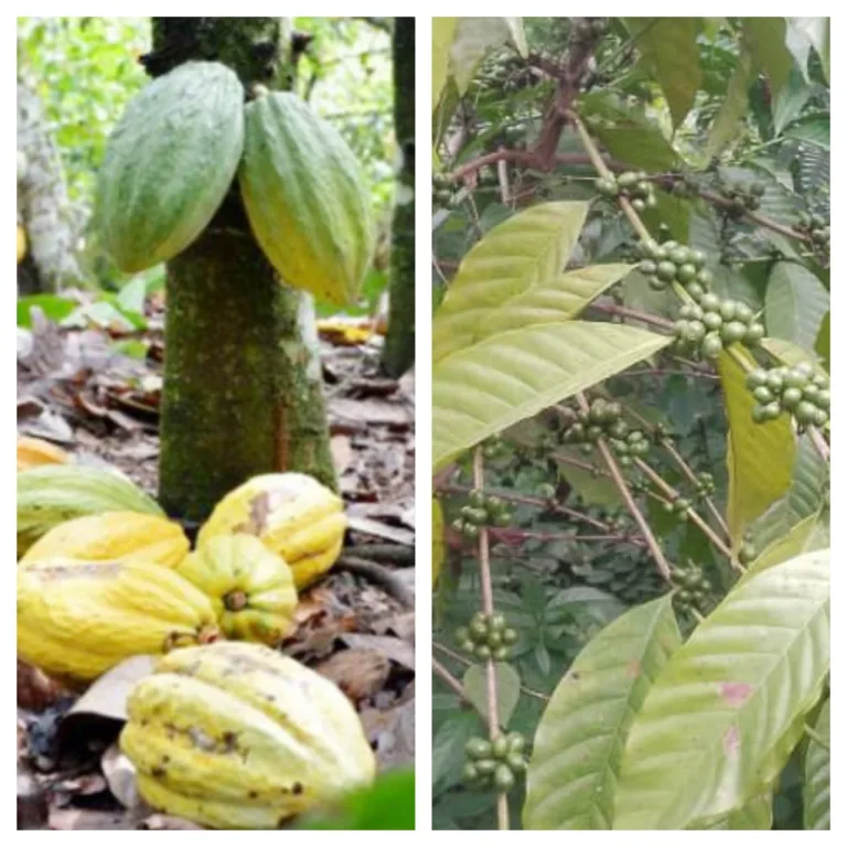 Filières café et cacao : Des filières stratégiques pour l’économie nationale
