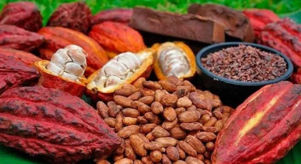 Filière café-cacao : Une relance fondée sur le verdissement et la qualité