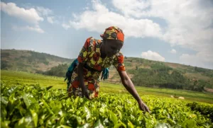 Togo : Le secteur primaire renforce son rôle dans la transformation économique