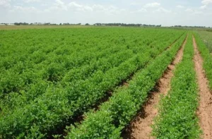 Agropole de Kara