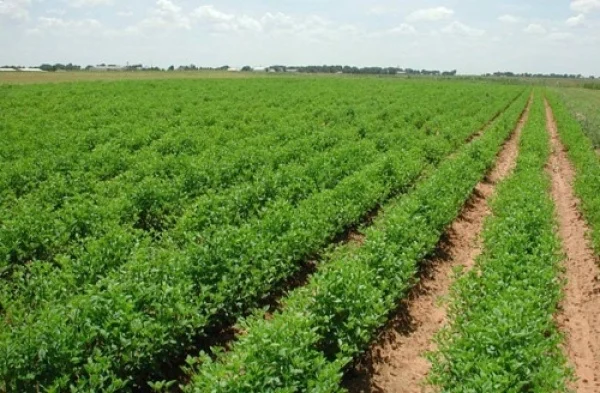 Agropole de Kara
